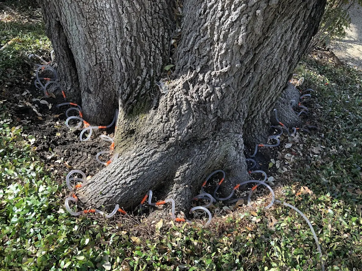 Detailed Tree Cabling and Bracing job site in Grantsville