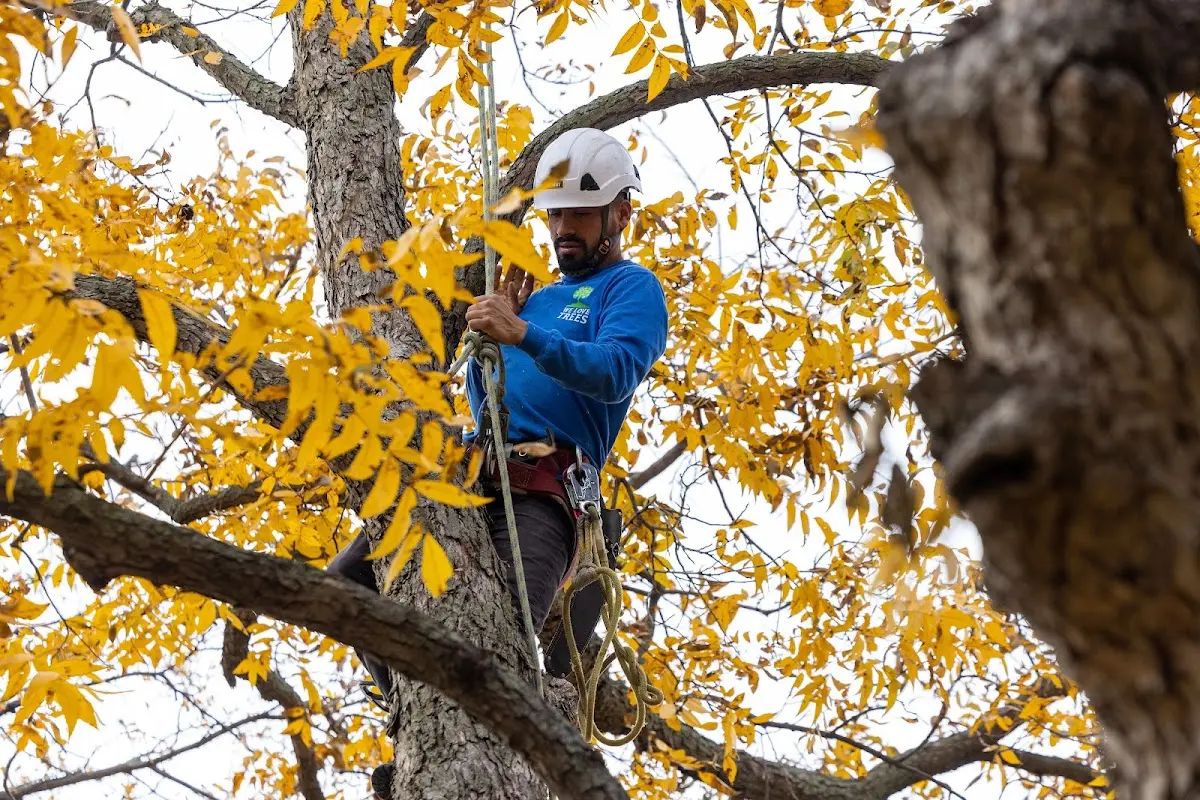 Skilled Tree Planing crew working in Grantsville